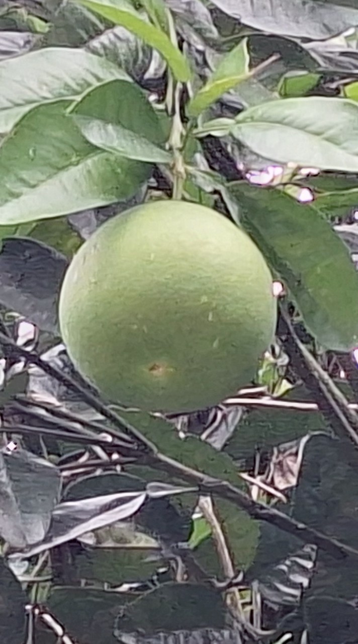 同窗好友羅東行