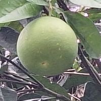 同窗好友羅東行