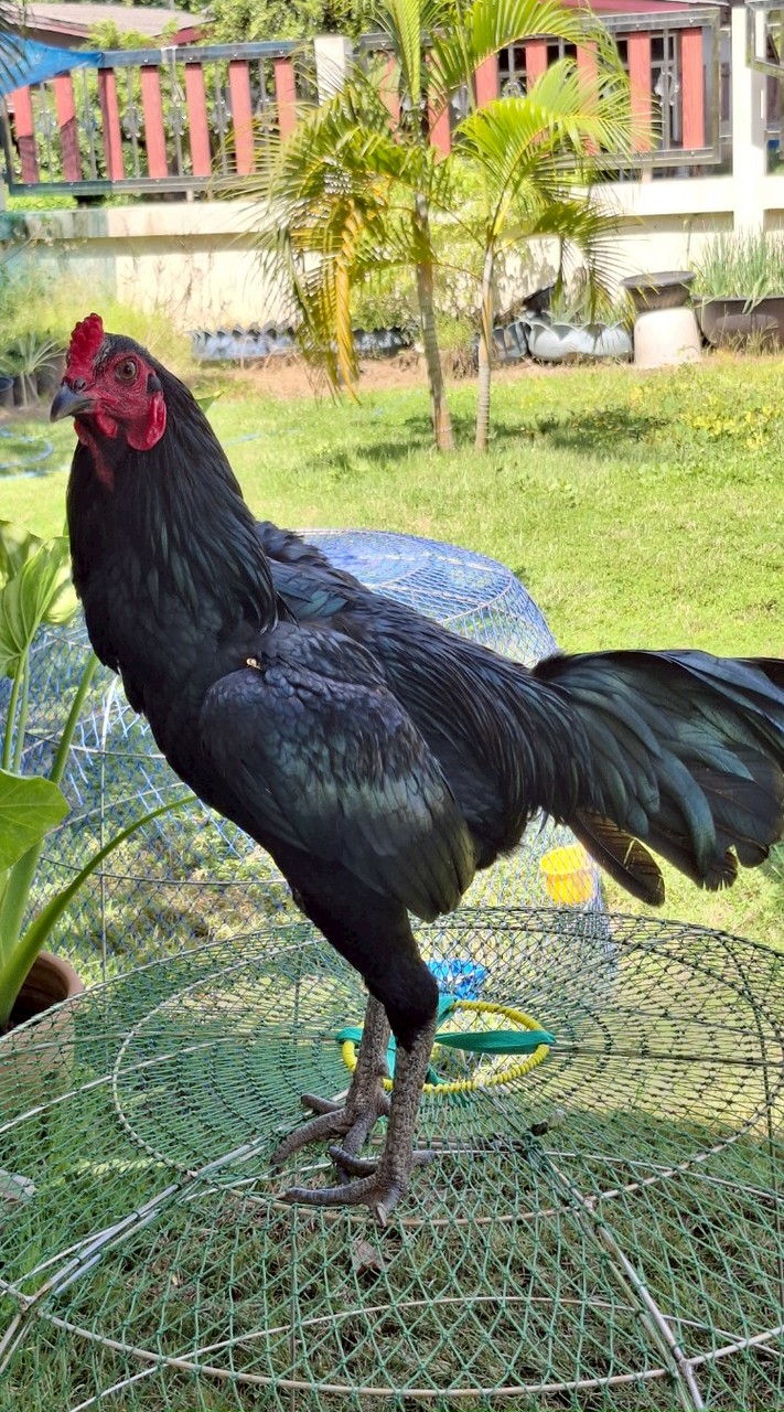 เพ้นท์โพสต์ฟาร์ม🐓🐲🐉