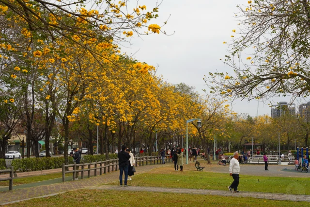 2023廍子公園黃花風鈴木花況,台中最美的黃金公園,廍子公園黃花風鈴木,廍子公園黃花風鈴木花況
