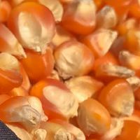 Corn LP