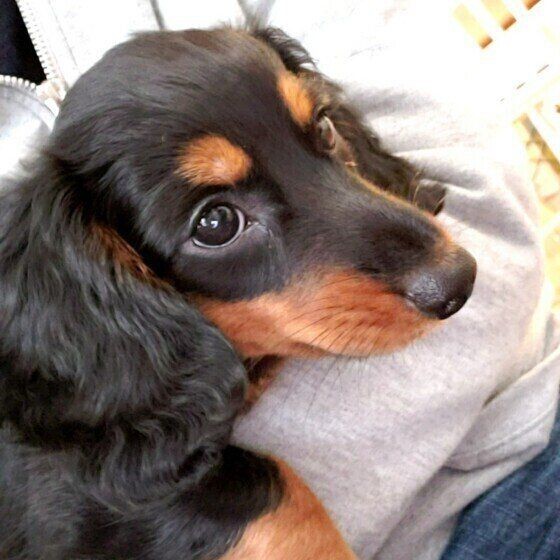 犬が 甘えているとき の鳴き声がおもしろ可愛い