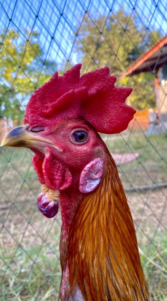 ไก่ชน มงคลไชย