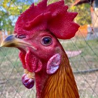 ไก่ชน มงคลไชย