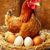 สุกัญญาฟาร์มไข่ไก่ บ้านโคกนาผักหวาน