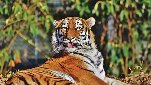 7 Arti Mimpi Harimau Dapat Menjadi Pertanda Baik Atau Buruk Fimela Line Today