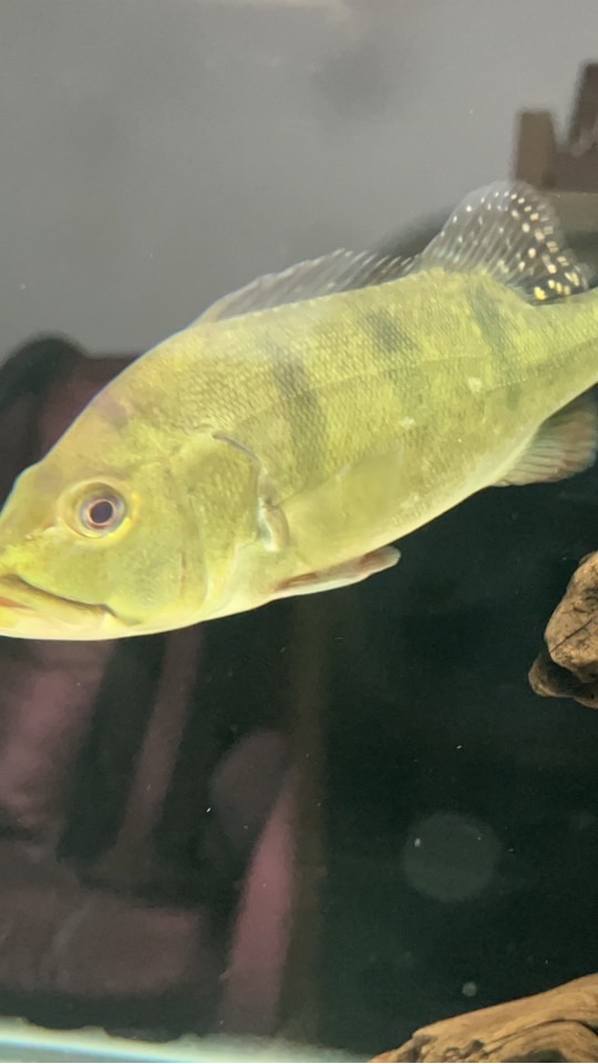 高雄水族交流區