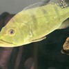 高雄水族交流區