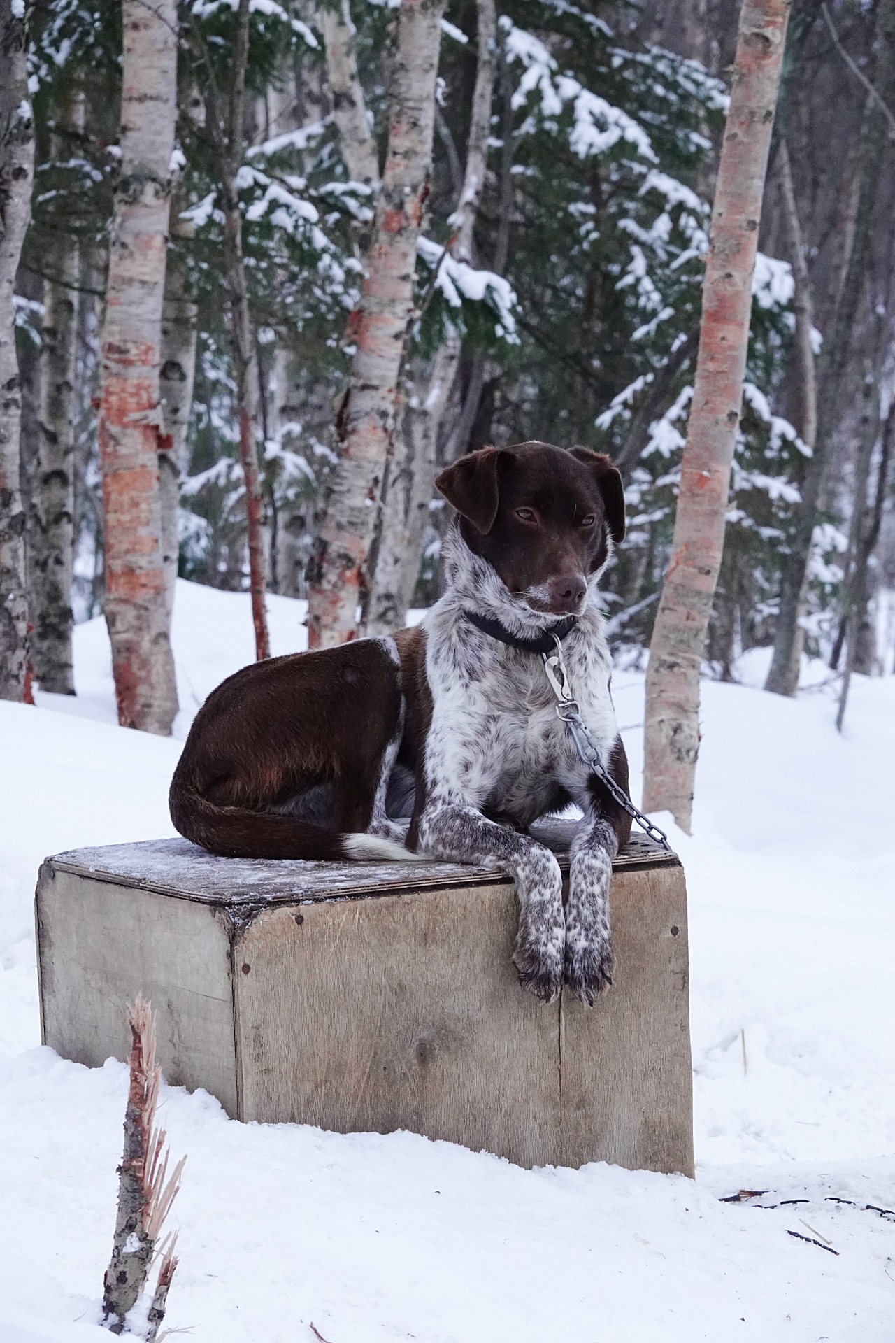 旅遊攝影師貝琪梨的極地遠征！Sony RX10 IV 極光 / 飛羽實戰拍攝分享