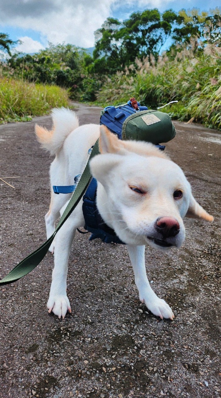 嘎氏的好朋友們