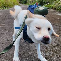 嘎氏的好朋友們