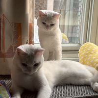 貓貓twins照片小屋