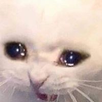 每日道歉對不起