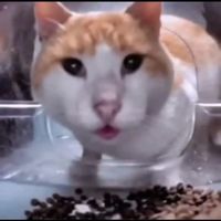 天行者麥芬