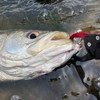 利根川シーバス攻略し隊