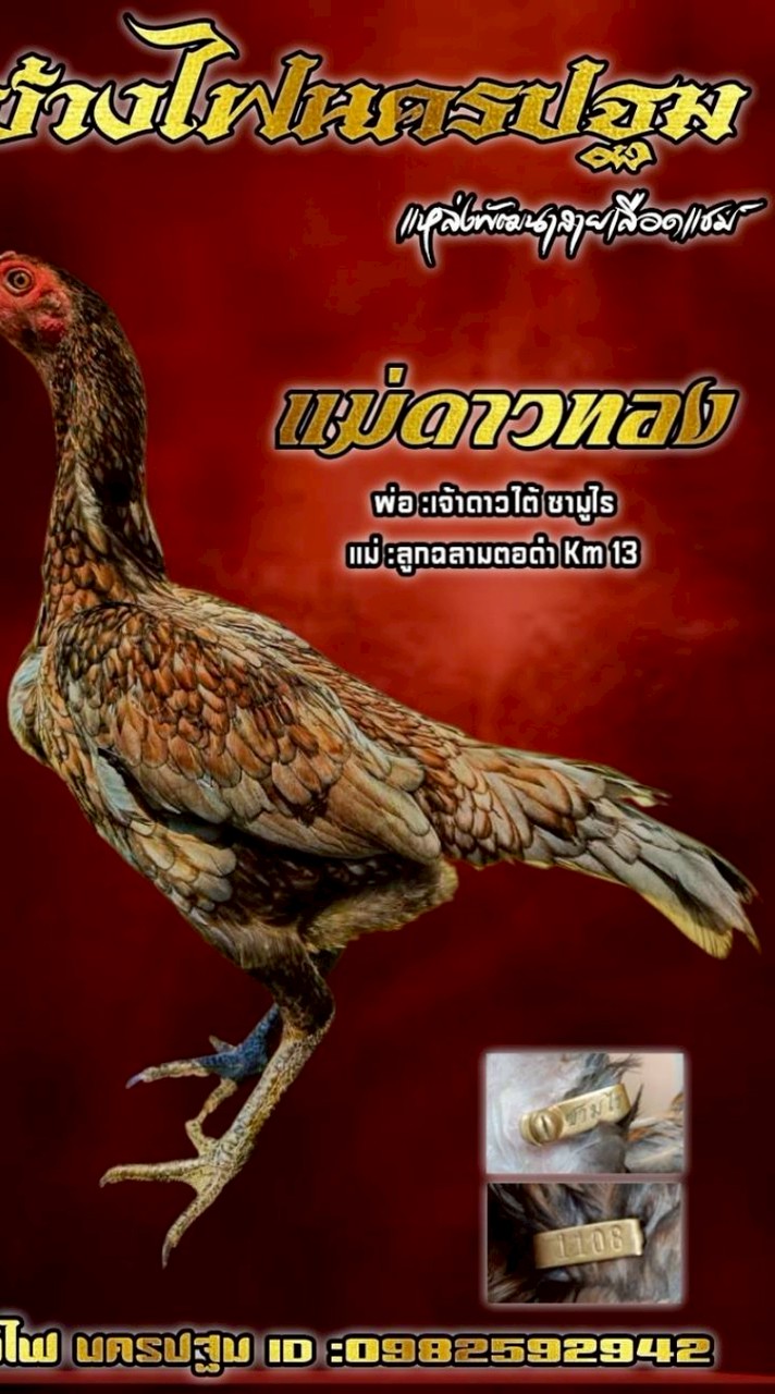 ซุ้ม ช่างไฟนครปฐม