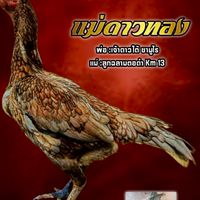 ซุ้ม ช่างไฟนครปฐม