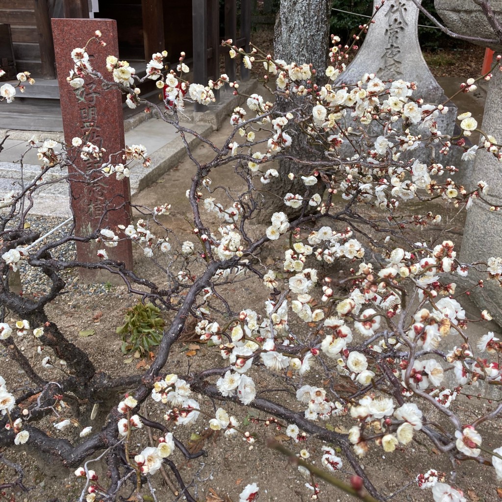 okometopanさんが投稿した馬喰町神社のお店北野天満宮/キタノ テンマングウの写真