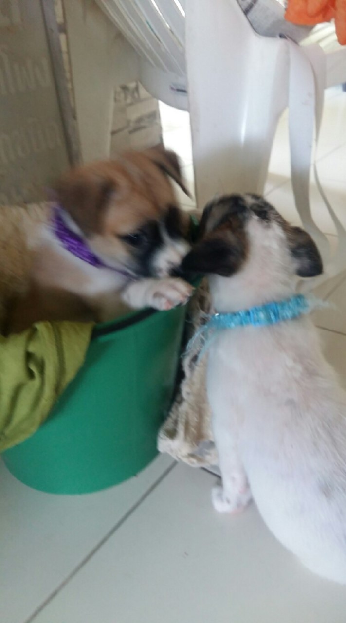 น้องน้ำตาล&เม็ดนุ่น