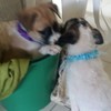 น้องน้ำตาล&เม็ดนุ่น