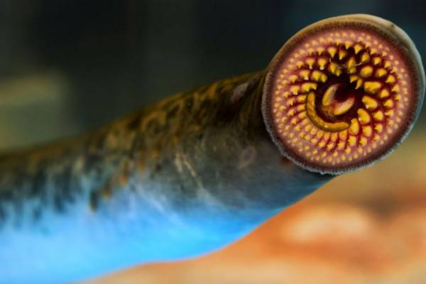 5 Hewan Penghisap Darah Paling Menakutkan Di Dunia