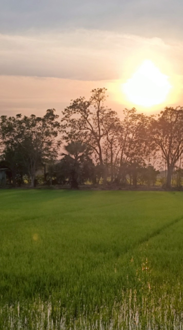 ชาวนา เกษตรกร บ้านจรเข้น้อย