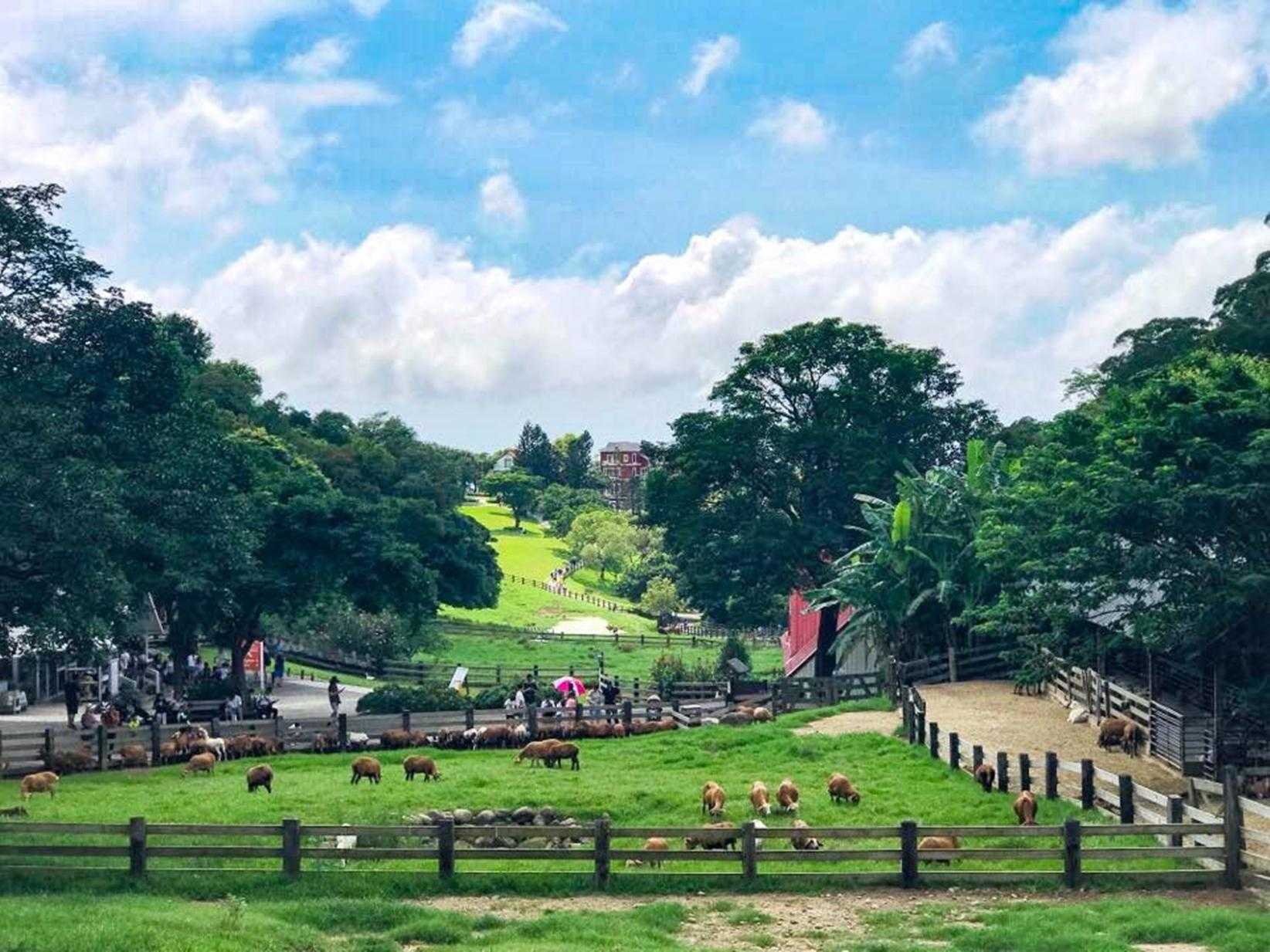 苗栗二日遊 飛牛牧場