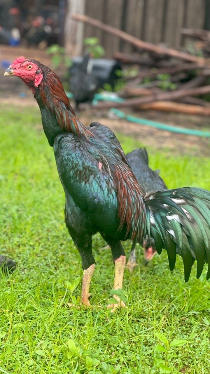 อ ไก่ชน นาดง