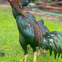 อ ไก่ชน นาดง