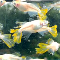 メダカ大好きin関西〜初級者・中級者向け〜