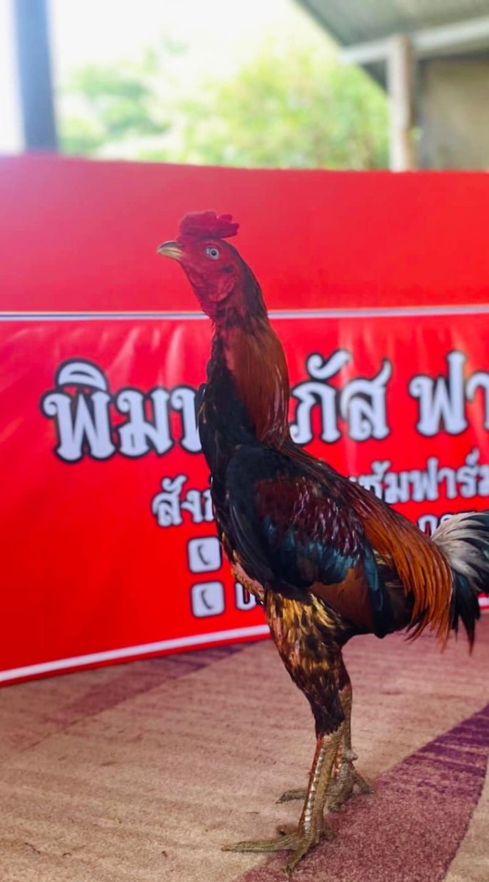 ซุ้มต้นไทรฟาร์ม