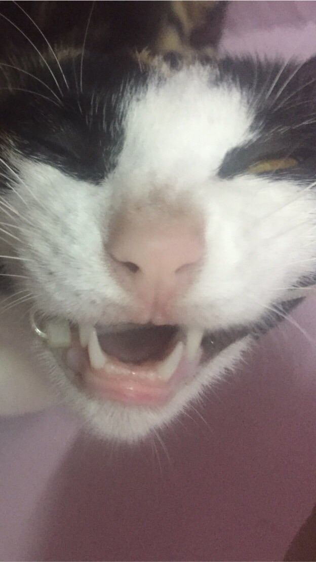 (กลุ่มลับ)ลักพาตัวขี้หมา