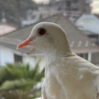 奇術研究会 オープンチャット2023