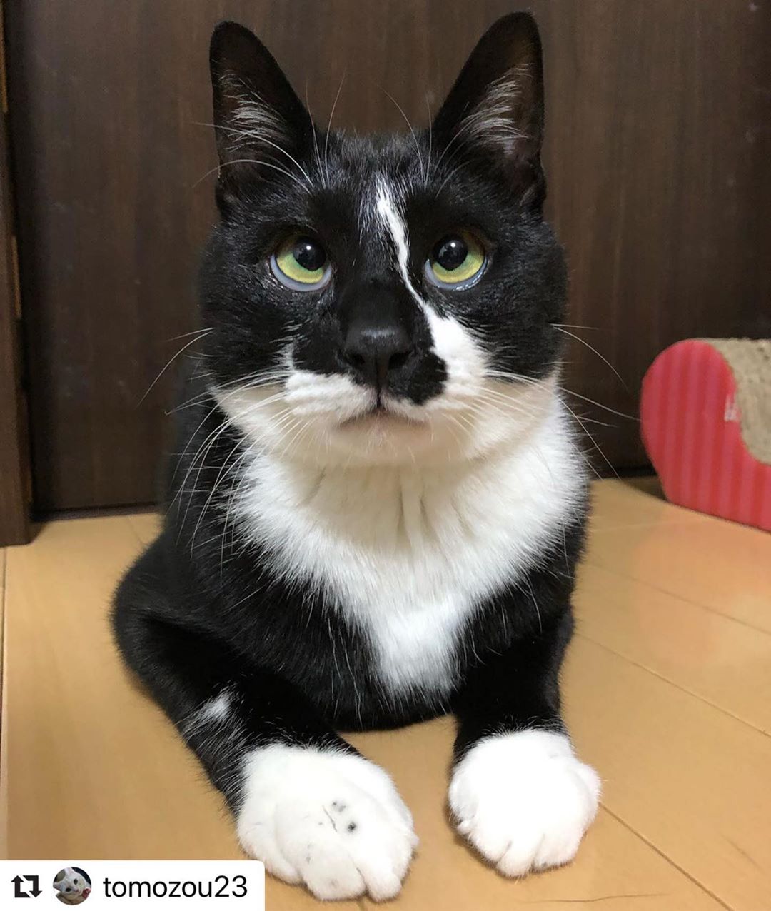 にゃんスタ厳選集 上目遣いがたまらない 猫たちのかわいいアピールにメロメロ Web Eclat