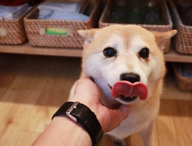 追いかけられる秋田犬 切ない表情がたまらない いぬのきもちnews