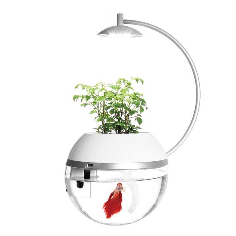 香草與魚 鬪 Herb&Fish Fight