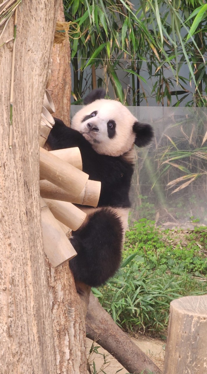 【萌貓🐼代購】愛寶樂園連線中❤️
