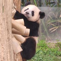 【萌貓🐼代購】愛寶樂園連線中❤️
