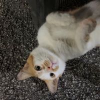 MEW🐈‍⬛🖤