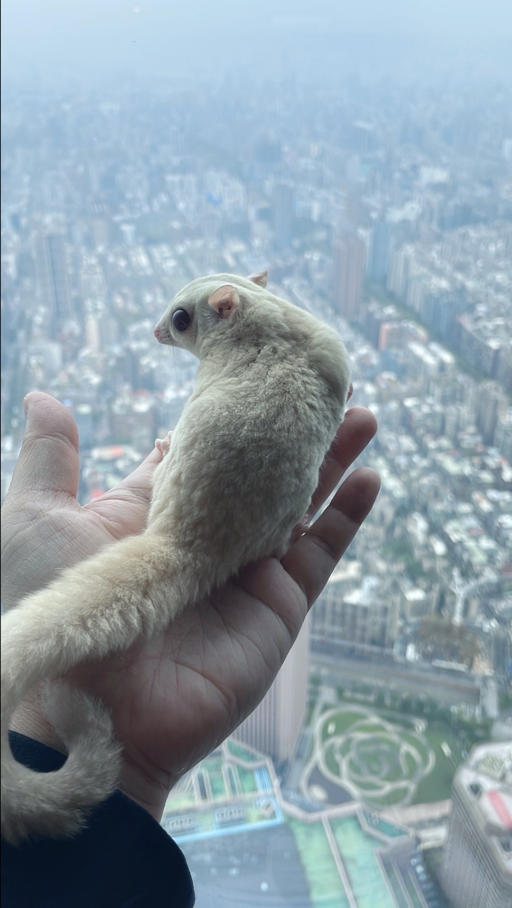 小夜貓蒔堂 蜜袋鼯 貓 狗 特殊寵物 週邊 寵物飼養日常交流