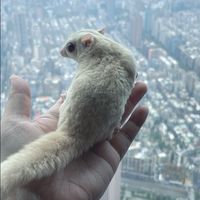 小夜貓蒔堂 蜜袋鼯 貓 狗 狐狸 特殊寵物 週邊 寵物飼養日常交流