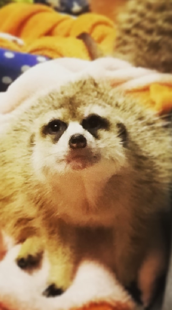 ミーアチャット