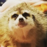 ミーアチャット