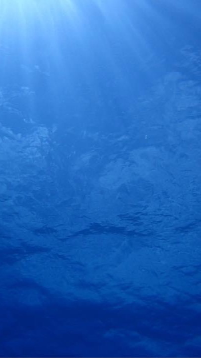 おサカナ図鑑:お魚(観賞魚)好きアクアリスト集まれ〜海水魚サンゴ淡水魚