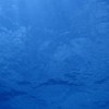 おサカナ図鑑:お魚(観賞魚)好きアクアリスト集まれ〜海水魚サンゴ淡水魚