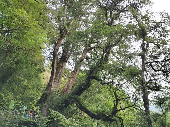 中華旅遊 慢遊拉拉山與山林共舞 中華日報 Line Today