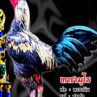 ซุ้มโชควันดี ลี้ ลำพูน