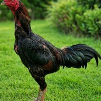 หจก.ละอ่อนไก่ชน
