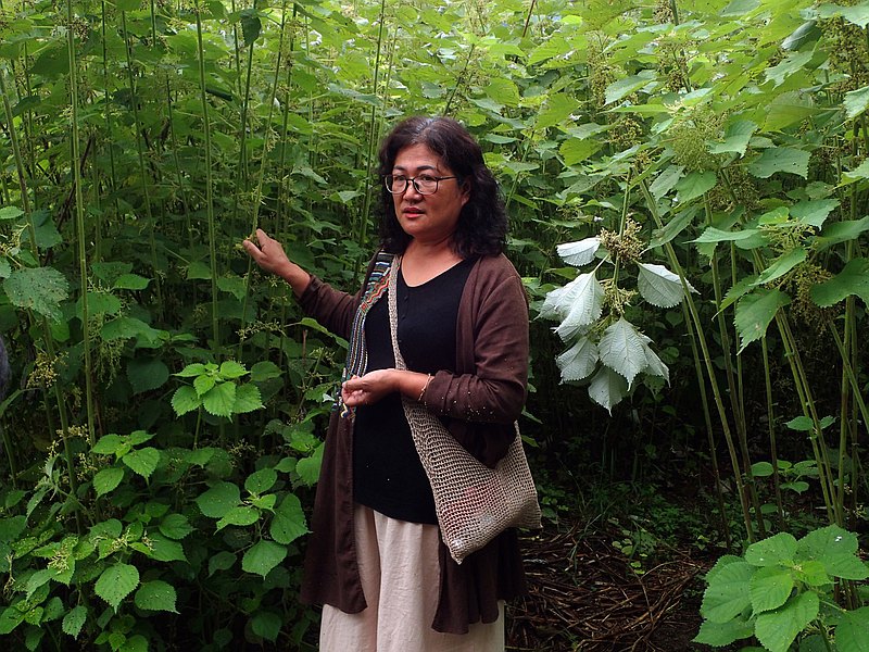 國內旅遊特有享受體驗-『年前苧麻小旅行』 ! 阿布斯工坊為全台少有的苧麻傳統編織工作室，讓你親臨台東的陽光恣意並讓你了解到亞洲人傳統使用苧麻製線並製作成產品的有趣旅程，再為你加入大大的原民熱情兩杯! 