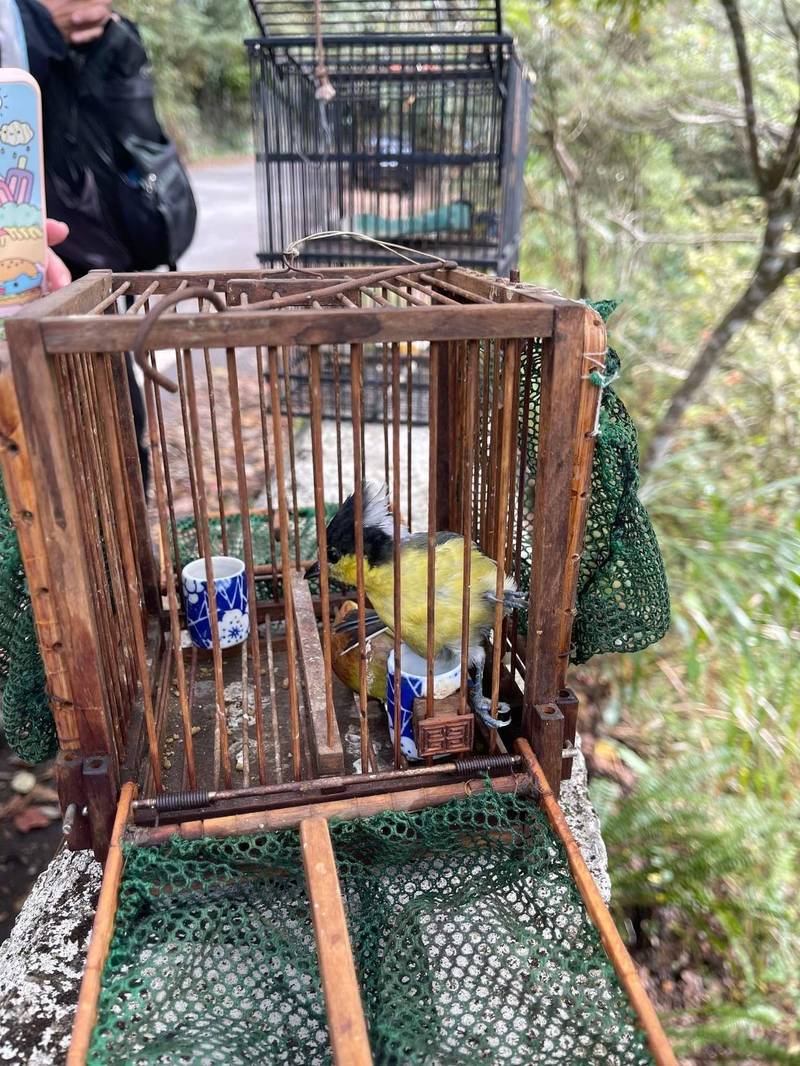 大雪山林道驚見「陷阱鳥籠」愛鳥人士順利救出4隻特有保育種雀鳥 自由電子報 LINE TODAY